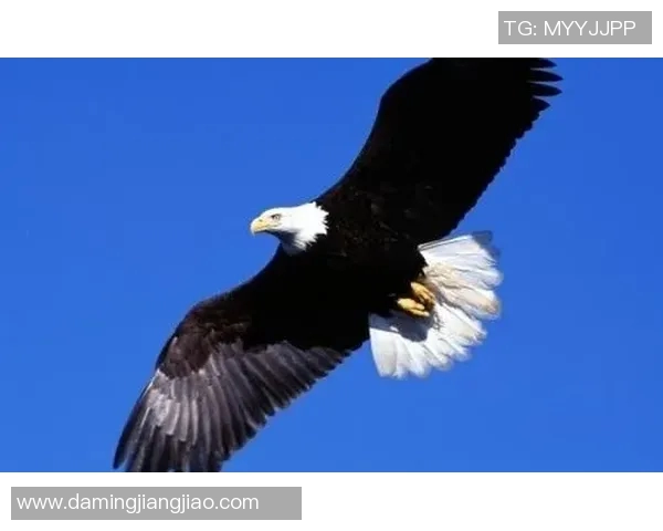 老鹰与小牛激战彩客网精彩对决分析与预测全方位解读